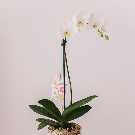 Moth Orchid plant