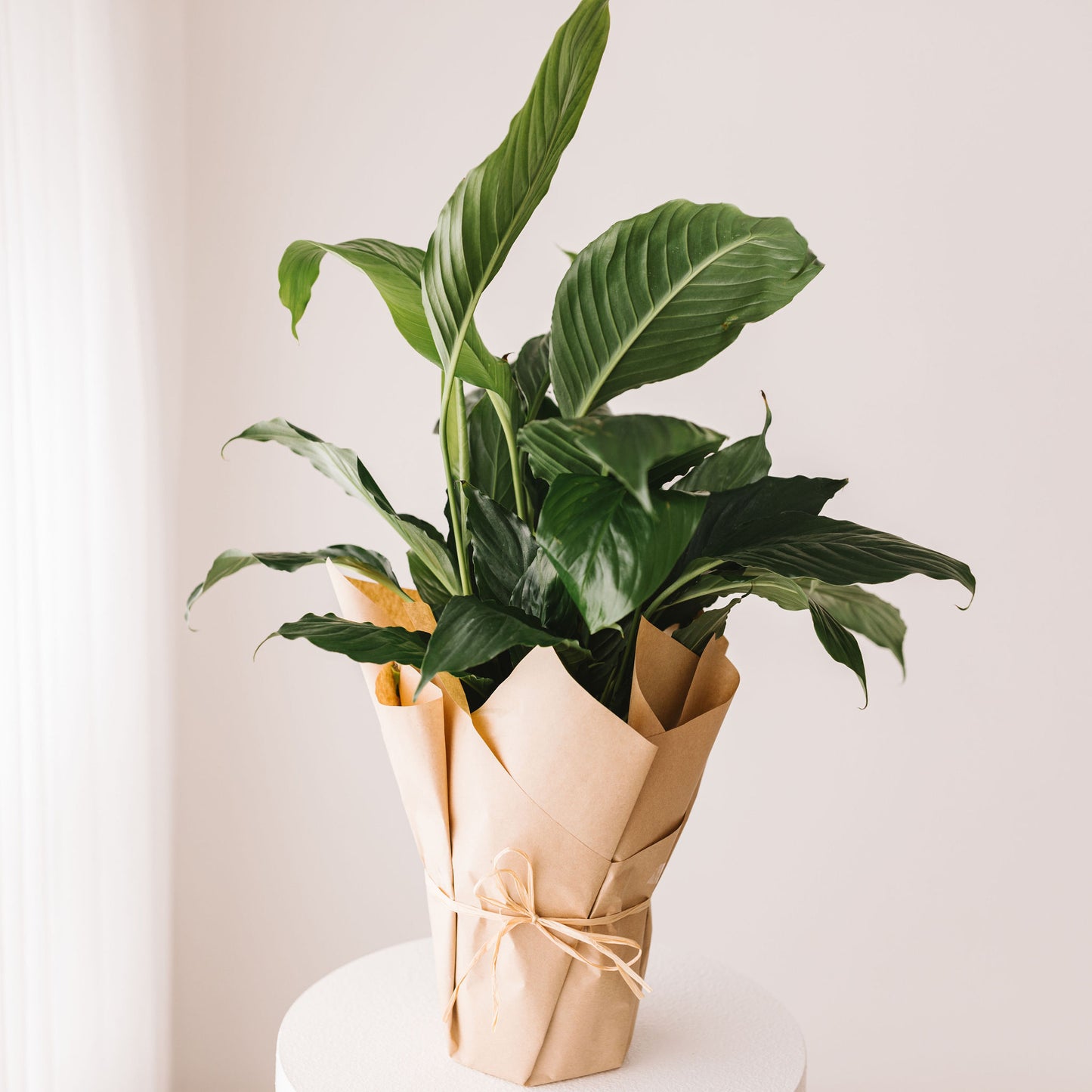 Peace Lily plant